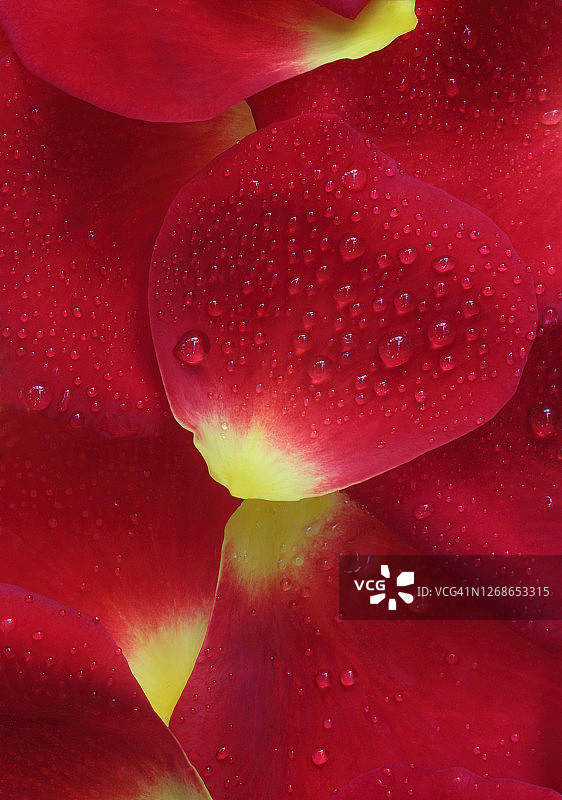 带有水滴的红色和黄色玫瑰花瓣特写图片素材