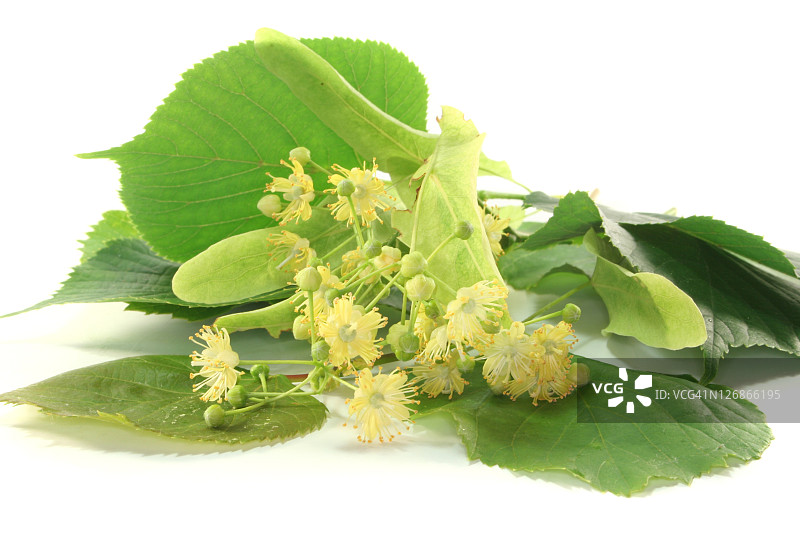 菩提树图片素材