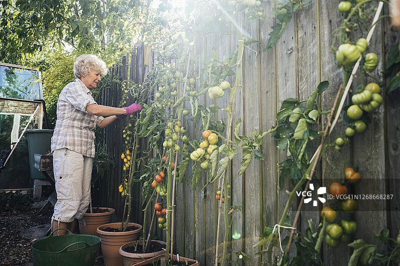 年长的妇女在照料室外的番茄盆栽图片素材
