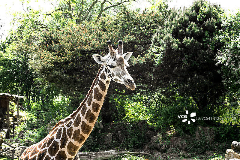 长颈鹿头部特写图片素材