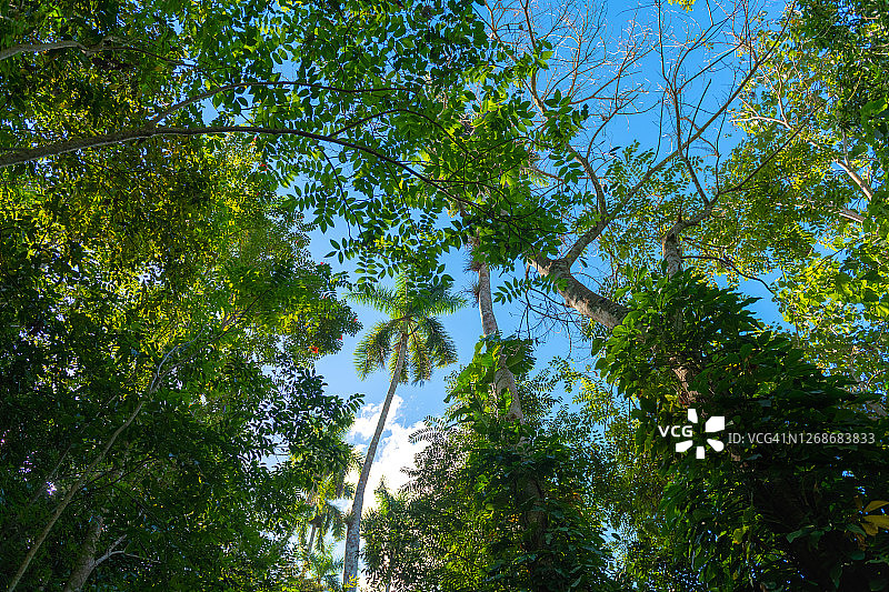 古巴阿特米萨索罗亚自然保护区的茂盛树叶图片素材