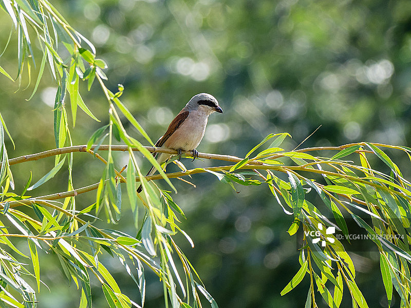 夏季栖息在树枝上的小型雀鸟图片素材