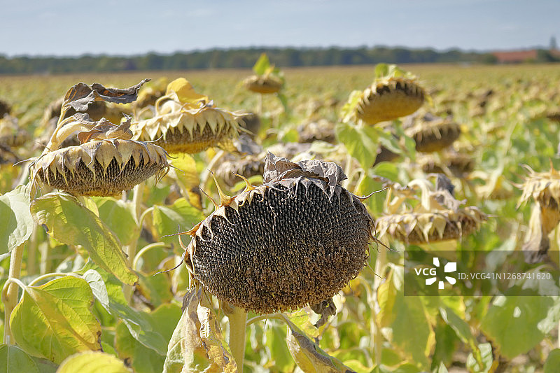 法国塞纳-马恩省干旱期间的向日葵田图片素材
