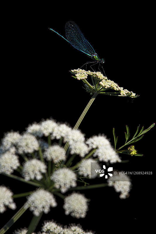 栖息在河边植物上的中华豆娘雄性图片素材