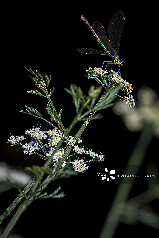 栖息在河边植物上的中华豆娘雌性图片素材