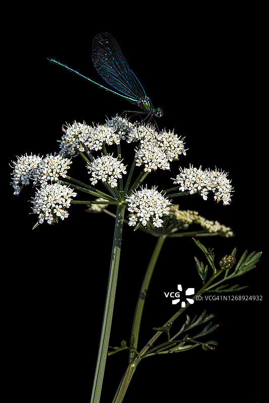 栖息在河边植物上的中华豆娘雄性图片素材