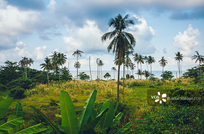 泰国象岛海滩上的热带树木图片素材