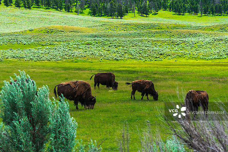 黄石国家公园里的野牛图片素材