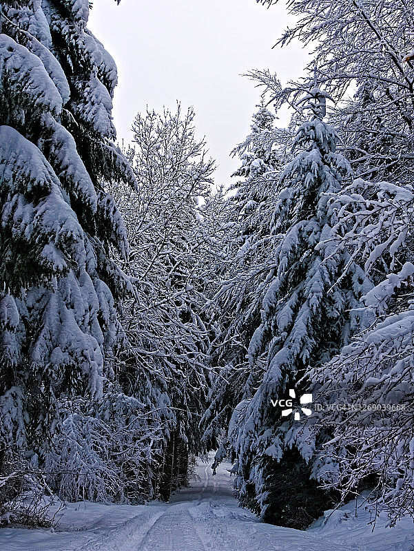 冬天森林里被白雪覆盖的树木图片素材