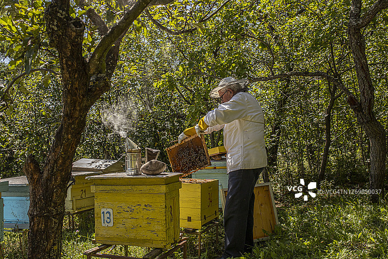 年长的养蜂人在工作，养蜂人在他的蜂场工作。图片素材