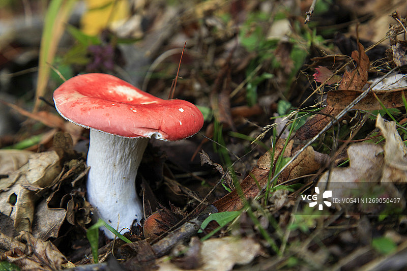 红白相间的蟾蜍蘑菇图片素材