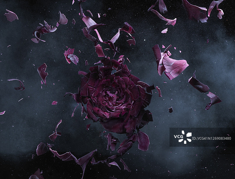 绽放的红色玫瑰图片素材