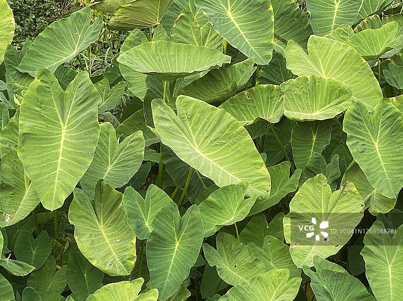 绿色花叶芋叶子图片素材