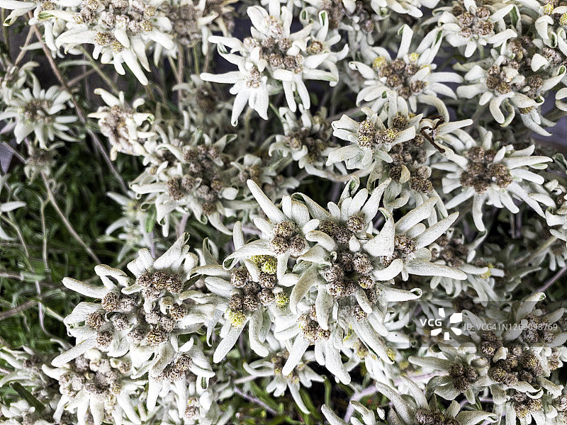 雪绒花，伯尔尼高地，伯尔尼州图片素材