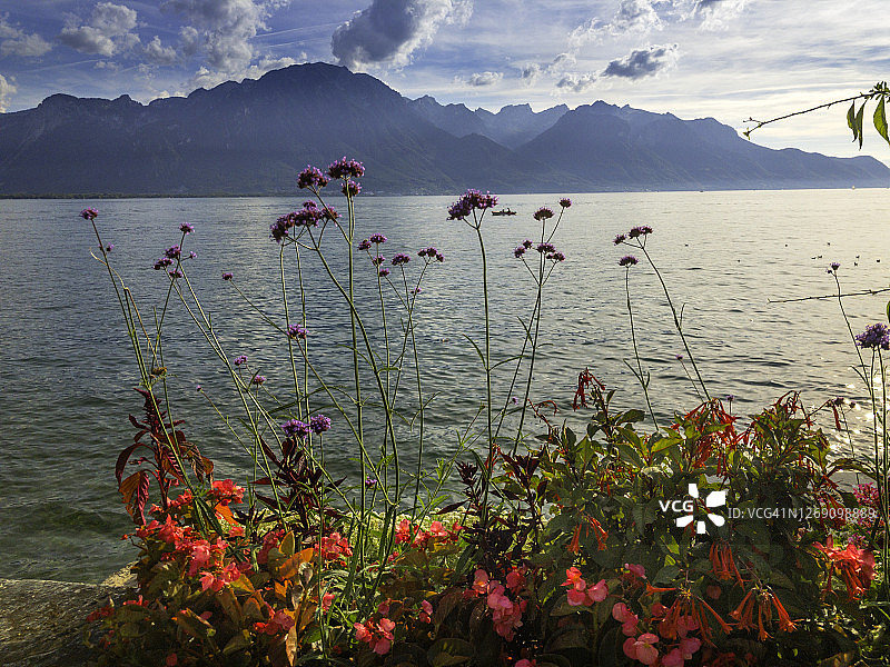日内瓦湖湖岸，蒙特勒附近鲜花盛开，阿尔卑斯山为背景图片素材