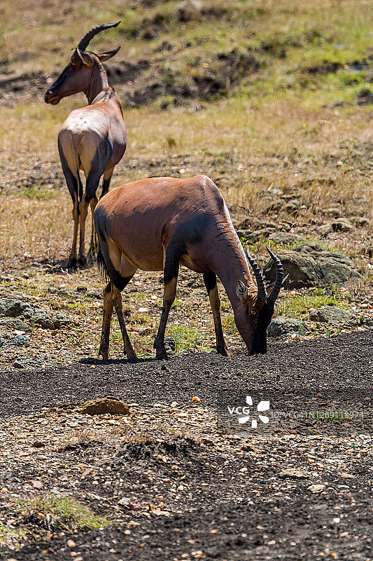 正在吃石子的狷羚，以补充胃部所需图片素材