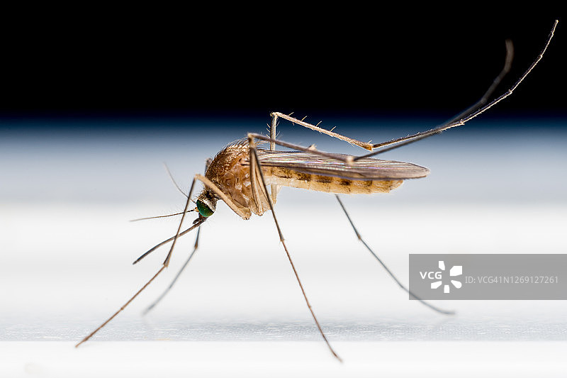 蚊子图片素材