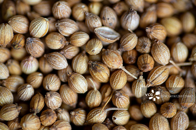 芫荽籽图片素材