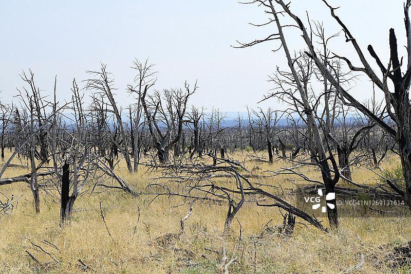 梅萨维德国家公园的崖居图片素材