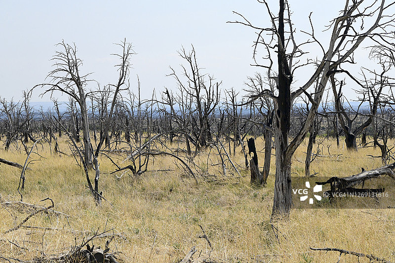 梅萨维德国家公园的崖居图片素材