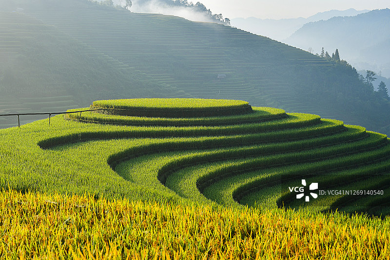 越南北部木江界的黄色和绿色稻田梯田图片素材