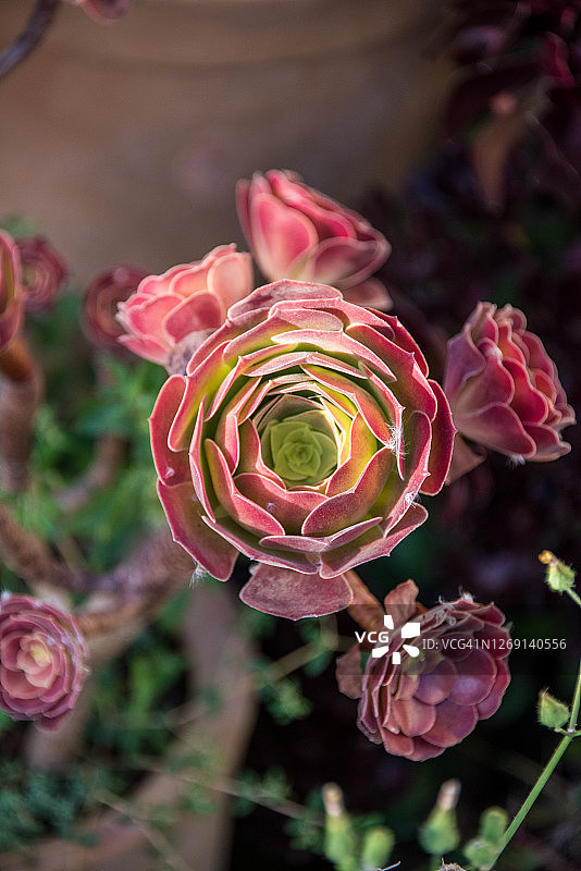 观音莲图片素材