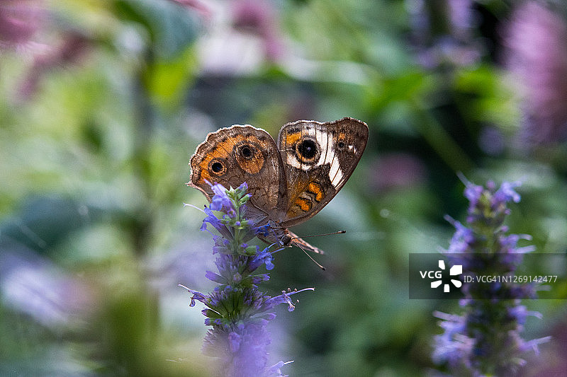 七叶树凤蝶停留在紫色花朵上图片素材