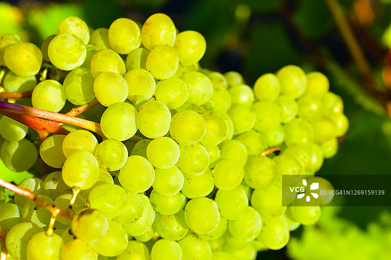 葡萄树枝上的成簇绿色葡萄图片素材