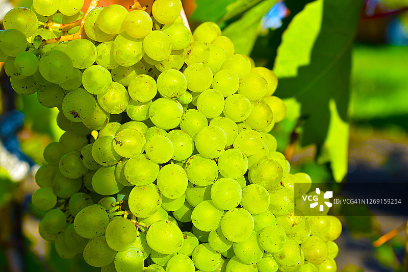 葡萄树枝上的成簇绿色葡萄图片素材