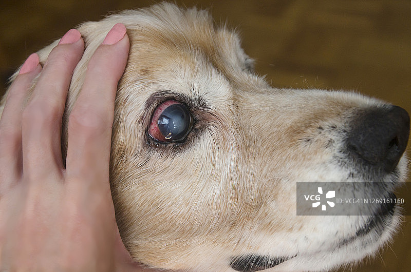 女人检查狗的眼睛，狗的青光眼图片素材