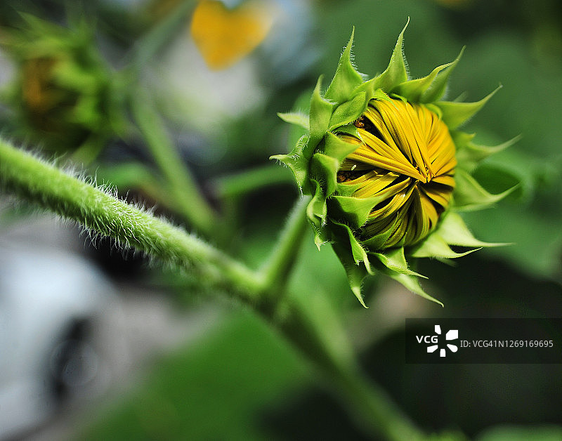 晚开的向日葵图片素材