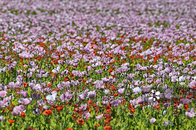 德国黑森州的罂粟花田，包括罂粟和普通罂粟图片素材