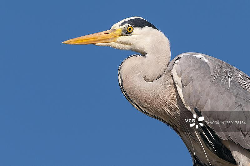 蓝天背景下的苍鹭特写图片素材