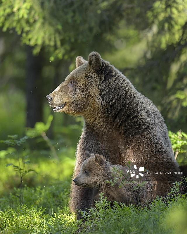 在北方针叶林中带着幼崽的棕熊（母），幼熊，宝贝，可爱，苏奥穆斯萨尔米，卡累利阿，芬兰图片素材