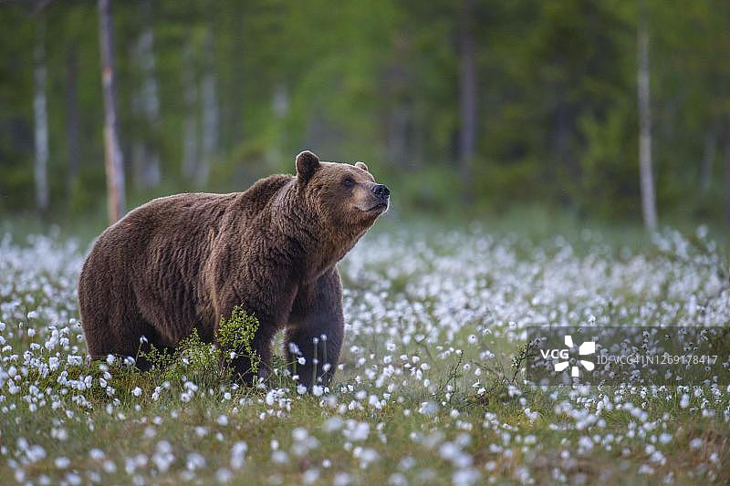 沼泽地中的老年雄性棕熊图片素材