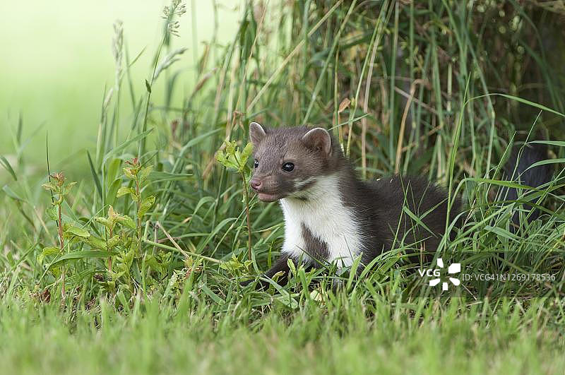 在草地上狩猎的欧洲松貂，德国下萨克森州图片素材