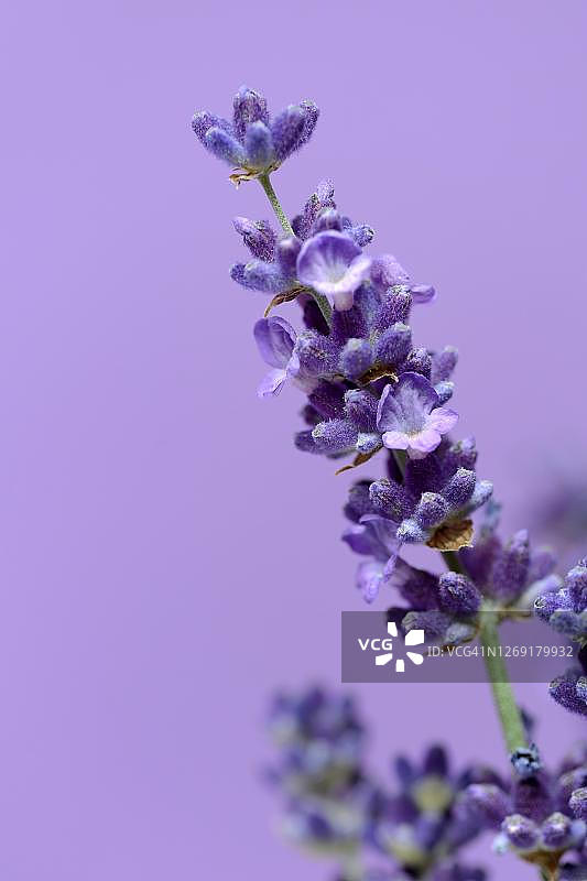 薰衣草花序紫色背景（德国）图片素材