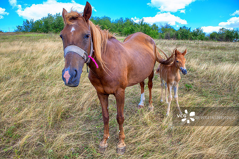 草地上的骏马图片素材