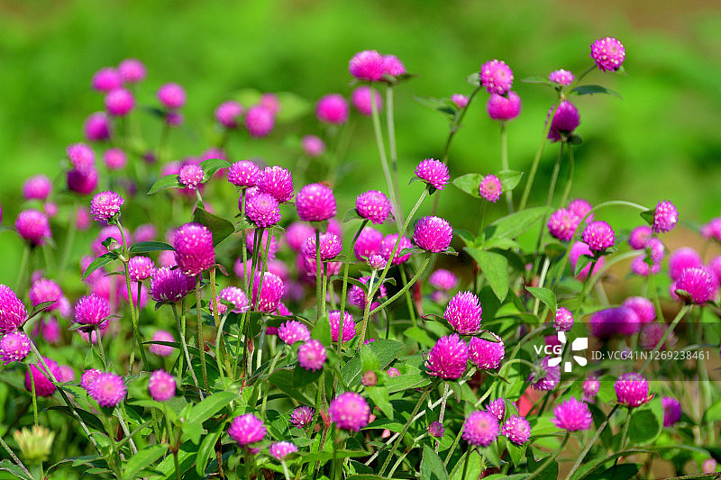 千日红图片素材