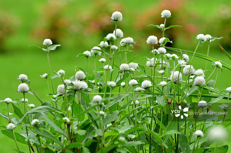 千日红图片素材