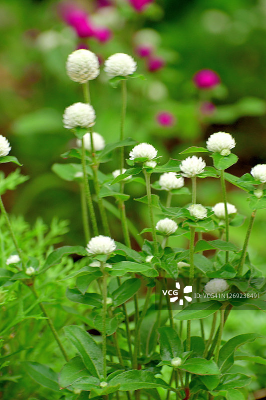千日红图片素材