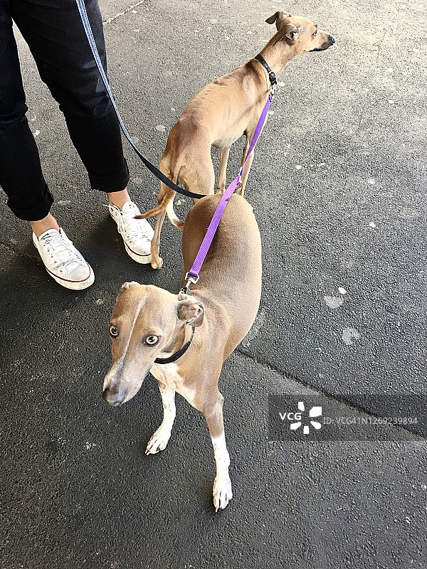 意大利灵缇犬图片素材