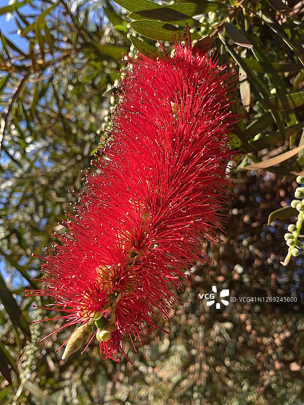 深红色瓶刷花 - 澳大利亚图片素材