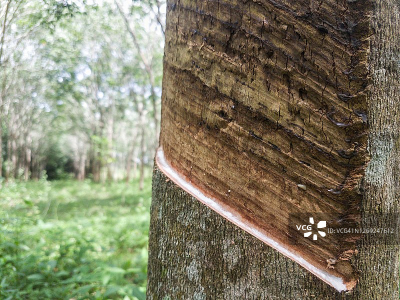 橡胶树割胶特写图片素材