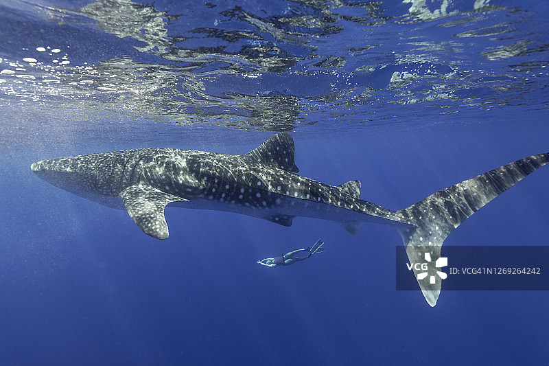 鲸鲨和自由潜水员，太平洋，科纳郊外，夏威夷大岛图片素材