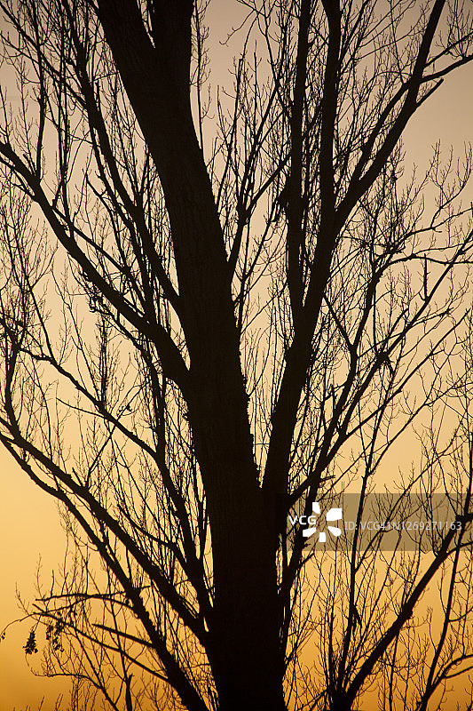 逆光下的无叶白杨树，日落背景图片素材
