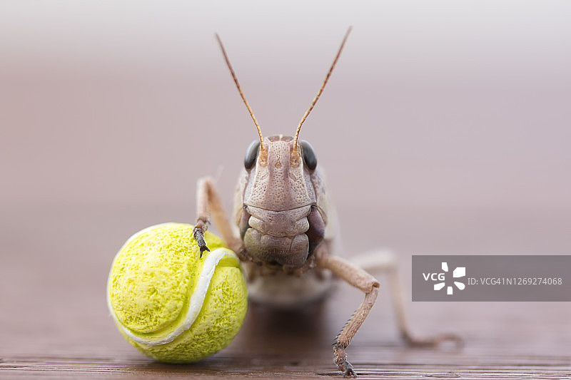 拿着网球的动物图片素材