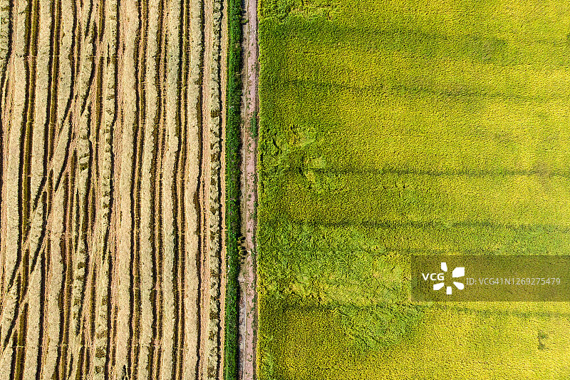 收获前后稻田的对比图片素材