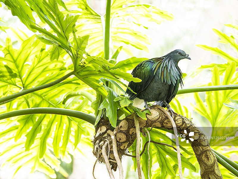 绿蓑鸽(Caloenas nicobarica)图片素材