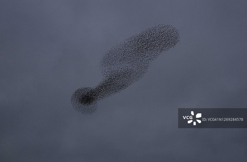 八哥的形状图片素材